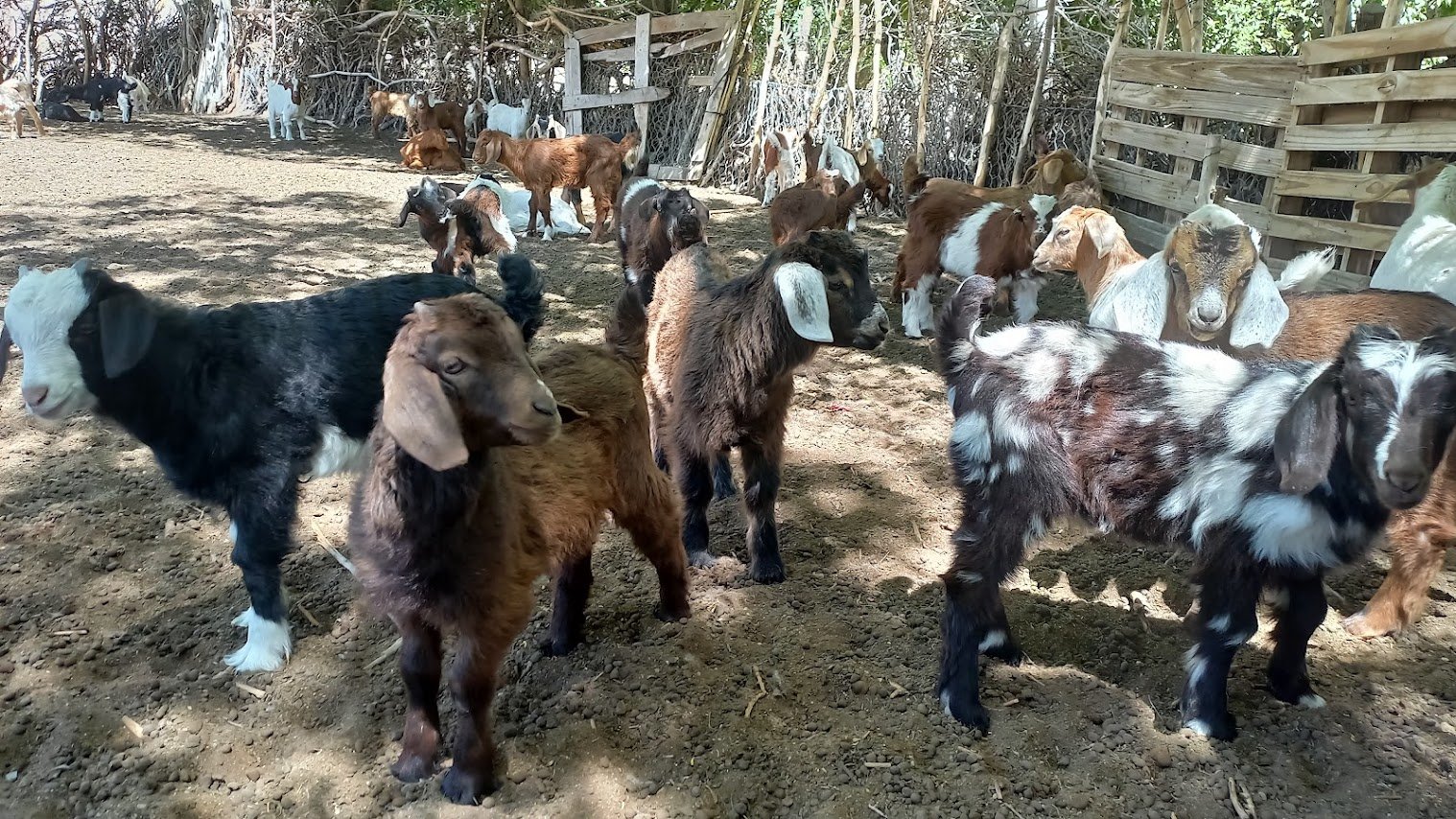 Corrales de chivos en el puesto